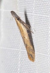 Dichomeris acuminatus