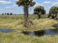 Rostrhamus sociabilis plumbeus