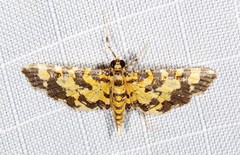 Eurrhyparodes tricoloralis