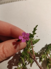 Geranium robertianum
