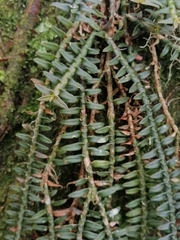 Dichaea muricatoides