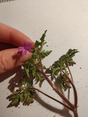 Geranium robertianum