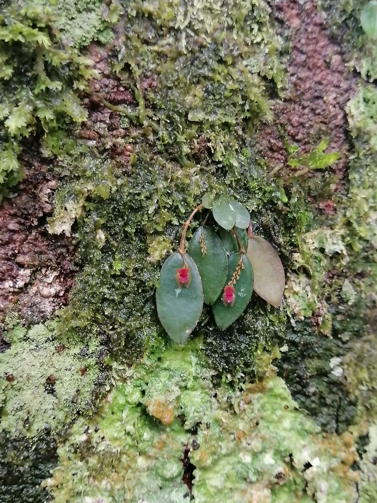 Lepanthes ancylopetala