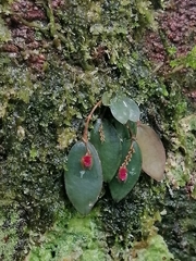 Lepanthes ancylopetala