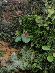 Lepanthes ancylopetala