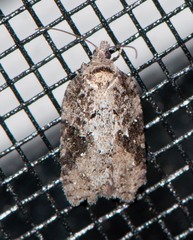 Acleris fuscana