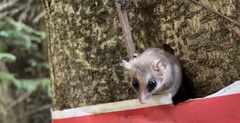 Dromiciops