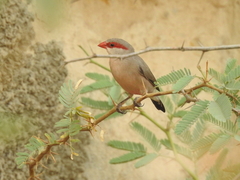 Estrilda troglodytes