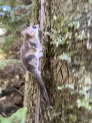 Dromiciops