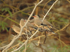 Estrilda troglodytes