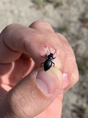 Tentyria mucronata