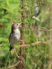 Cisticola juncidis terrestris