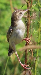 Cisticola juncidis terrestris