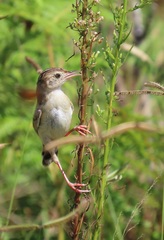 Cisticola juncidis terrestris