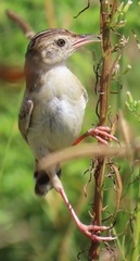 Cisticola juncidis terrestris