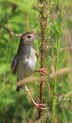 Cisticola juncidis terrestris