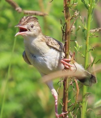 Cisticola juncidis terrestris