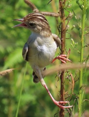 Cisticola juncidis terrestris