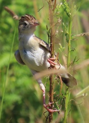 Cisticola juncidis terrestris