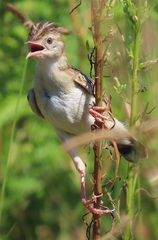 Cisticola juncidis terrestris