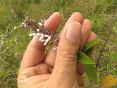 Salvia bogotensis