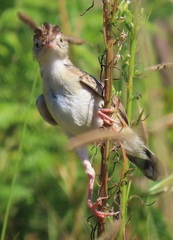 Cisticola juncidis terrestris