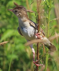 Cisticola juncidis terrestris