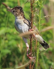 Cisticola juncidis terrestris