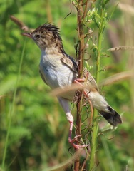 Cisticola juncidis terrestris
