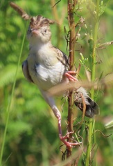 Cisticola juncidis terrestris
