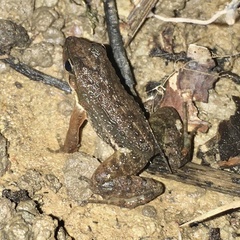 Crossodactylus