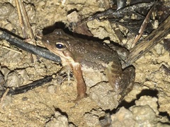 Crossodactylus