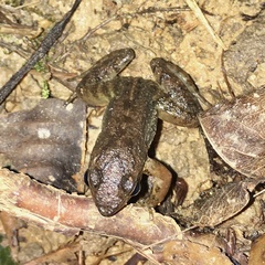 Crossodactylus