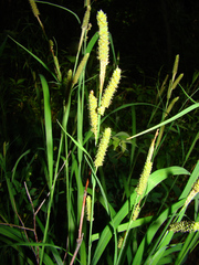 Carex shortiana