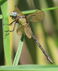 Orthetrum hintzi