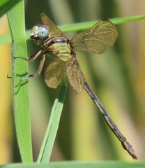 Orthetrum hintzi