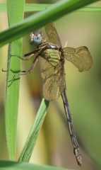 Orthetrum hintzi