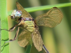Orthetrum hintzi