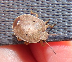 Erachtheus lutulentus