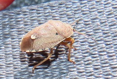 Erachtheus lutulentus