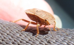 Erachtheus lutulentus