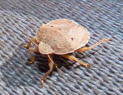 Erachtheus lutulentus