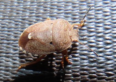 Erachtheus lutulentus