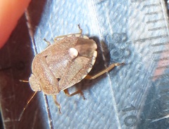 Erachtheus lutulentus