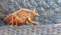 Erachtheus lutulentus