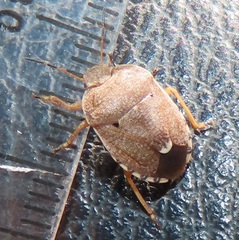 Erachtheus lutulentus