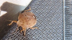 Erachtheus lutulentus