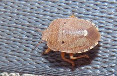 Erachtheus lutulentus