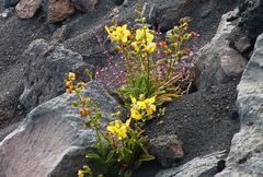 Verbascum cystolithicum