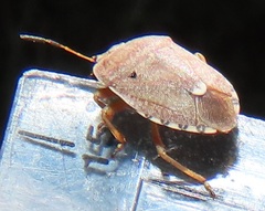 Erachtheus lutulentus